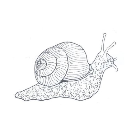 Моллюски рисунок