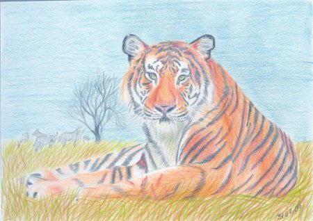 Рисунок тигра