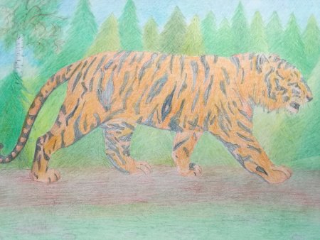 Рисунок Амурскиго тигр