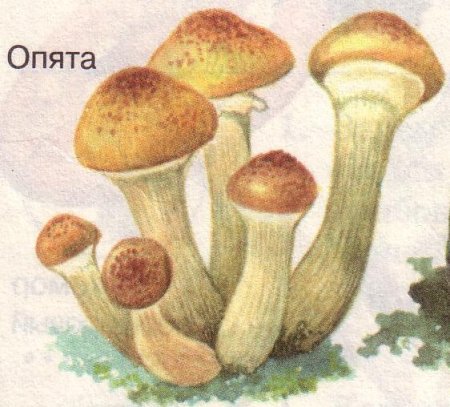 Грибы для детей