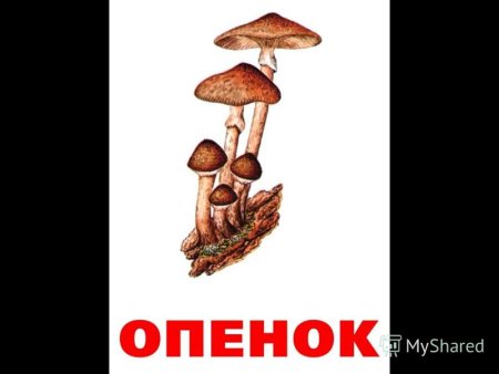 Опята грибы