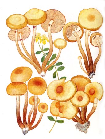 Опенок осенний (Armillariella mellea)