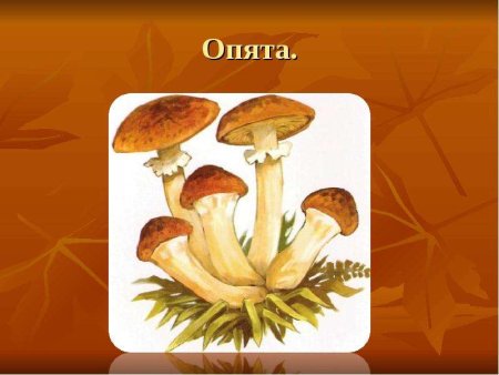 Опята на белом фоне