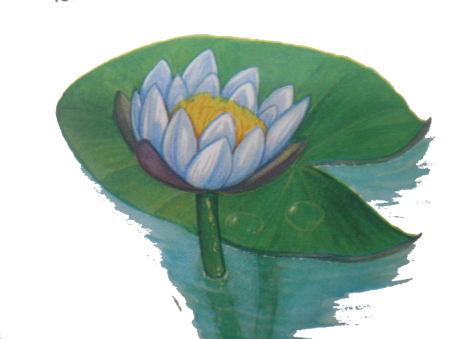 Кувшинка белая водяная Лилия раскраска