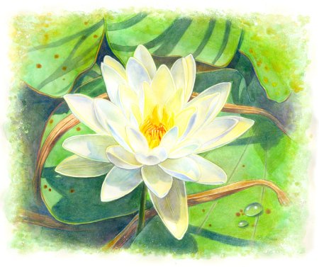 Кувшинка раскраска для детей