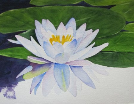 Кувшинка белая раскраска