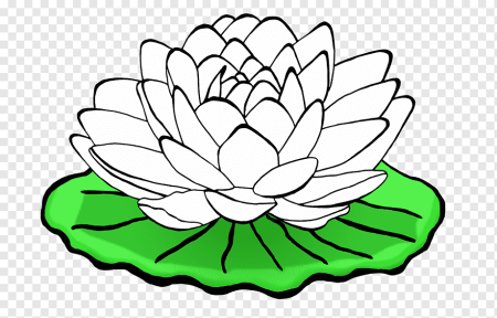 Нарисовать Лотос орехоносный