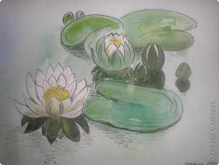 Кувшинка белая карандашом