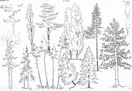 Дерево лиственное и хвойное карандашом