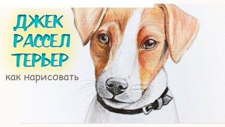 Нарисовать собаку Джек Рассел терьер