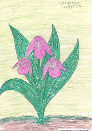 Рисунки редких растений