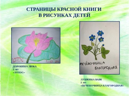 Растения красной книги рисовать