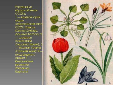 Водяной орех растение из красной книги