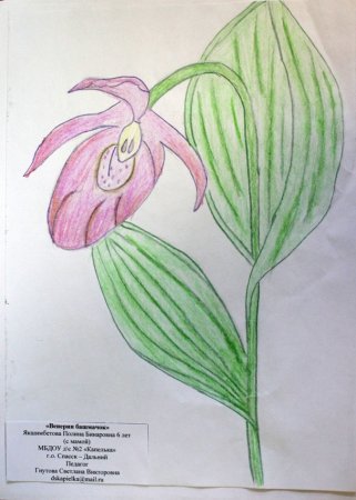 Зарисовать цветок Венерин башмачок