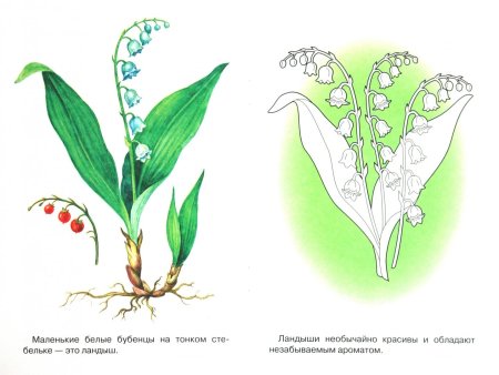Корневище ландыша