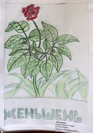 Растения красной книги рисунки