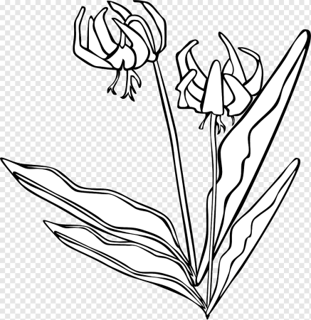 Кандык Сибирский черно белое