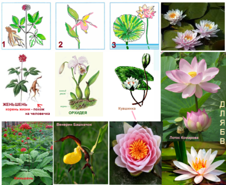 Цветок из красной книги с названием