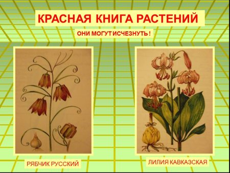 Растения занесенные в красную книгу рисунки