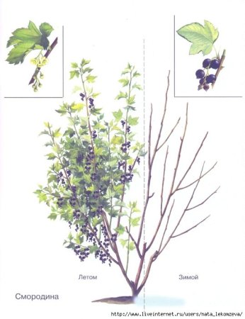 Черная смородина кустарник биология