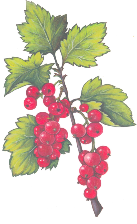 Смородина красная