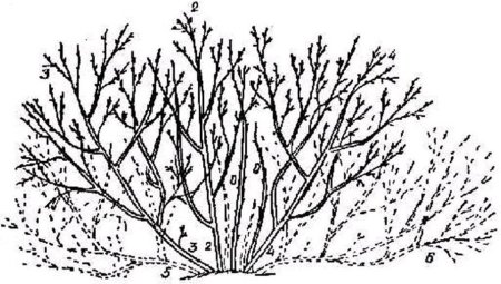 Кустарник распечатать по контуру