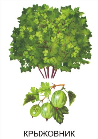 Куст крыжовника вектор