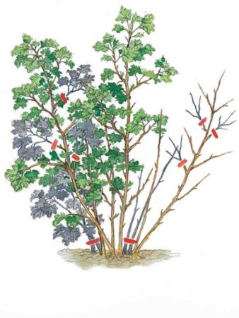 Куст смородины для детей