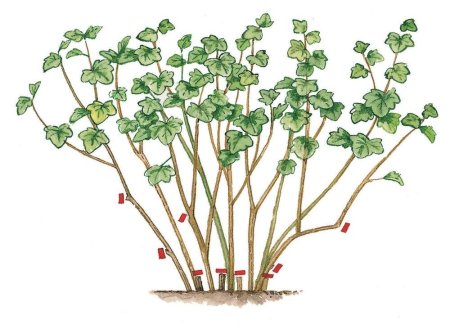 Строение смородинового куста