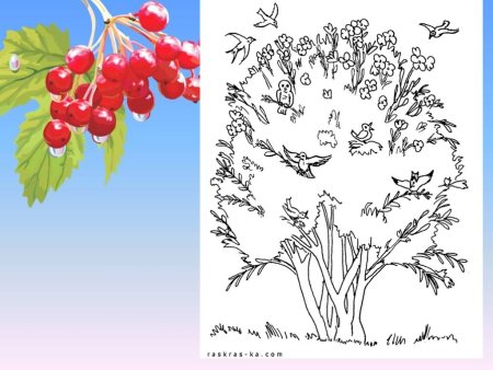 Куст калины рисунок