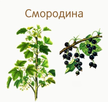 Смородина раскраска