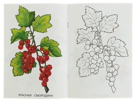 Куст смородины для детей