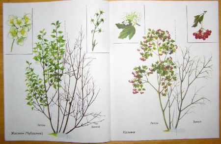 Рисование куст смородины