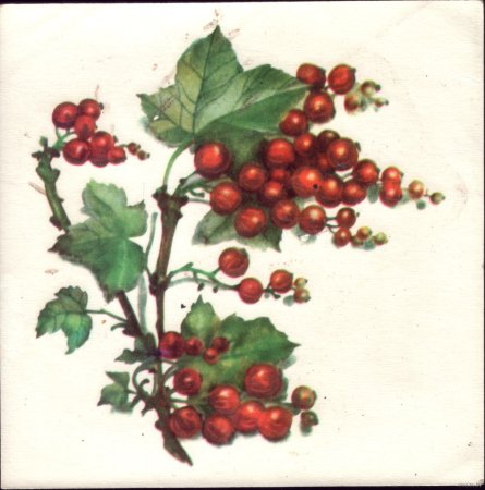 Ягоды для дошкольников