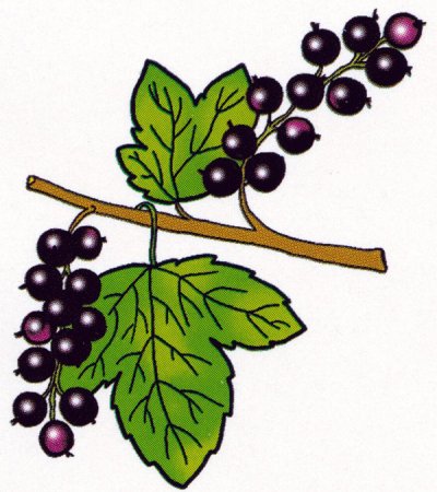 Рисование смородины