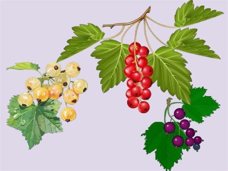 Черная смородина Ботаническая иллюстрация