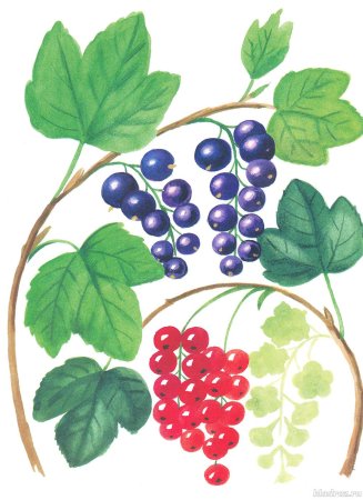 Смородина черная Фармакогнозия