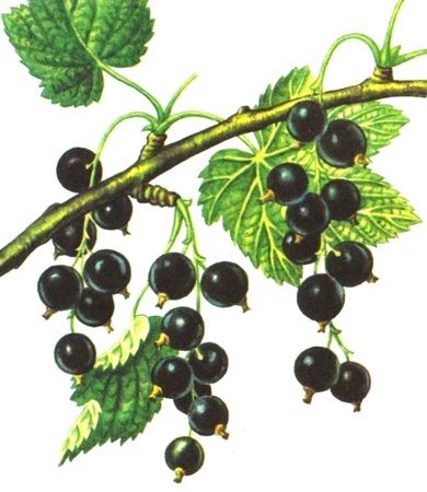 Куст гуашью