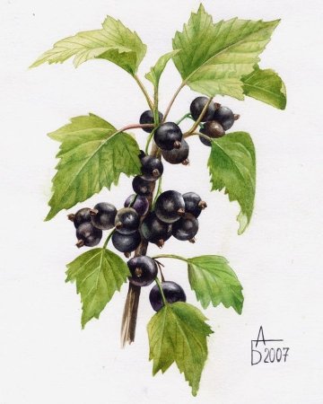 Куст смородины для детей