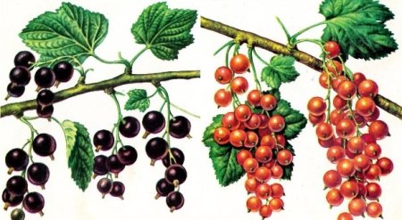 Смородина куст