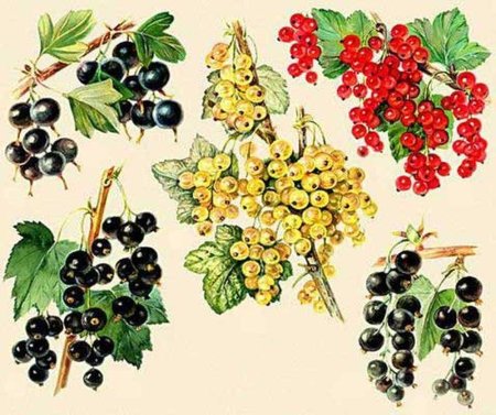 Куст смородины на белом фоне