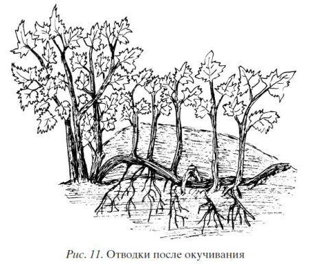 Садовые ягоды Вохринцева