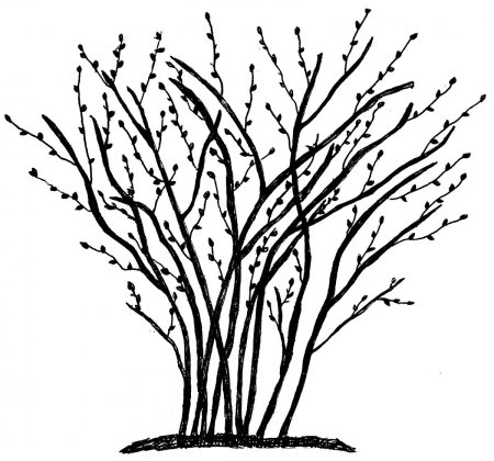 Малина раскраска