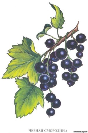 Куст калины рисунок