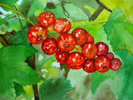 Смородина орнамент