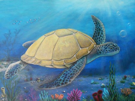 Черепаха Касьяра