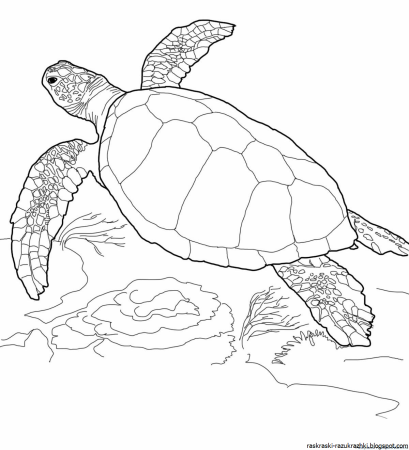 Раскраска черепаха