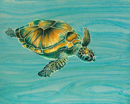 Черепаха рисунок