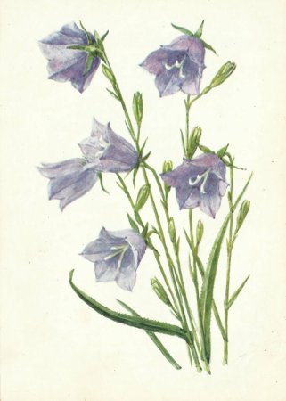 Колокольчик персиколистный стебель