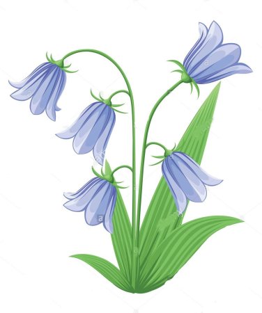 Колокольчик персиколистный нарисовать